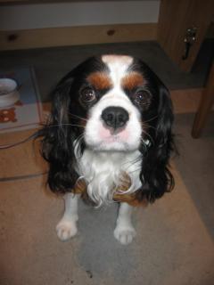 起きたよ～今からお散歩なんだぁ～♪♪