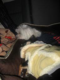 わぁお♪海くんに寄り添って仲良くねんねしてる♪ラブラブだな～