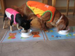 ミルク残ってないか♪チェックするそら＆クッキ-