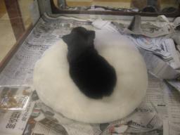 クッキ-もこの中にいたんだよ～