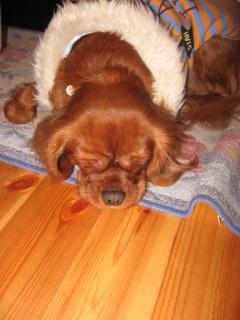 キッチンマットの上でねっｚｚｚ