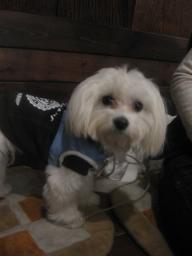 本日2回目のドッグカフェ♪♪にきちゃった♪