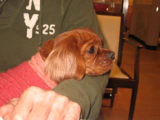 おなかいっぱぃ♪♪謎パパの腕でくつろいでます♪