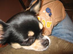 クッキ－はおかんのお腹の上で♪まんぷく♪