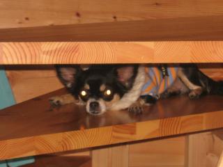 階段ものぼるよん♪