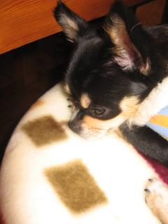 段々おねむタイムなクッキ-