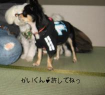 びっくりさせてごめんね・・かいくん