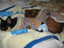 おやすみなさぃｚｚｚ