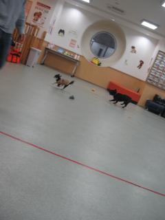 ♪室内ドッグラン♪ひゃほぃ♪