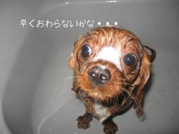 シャンプ－タイム 023.JPG