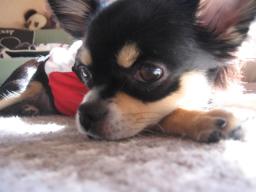 まだですか？お散歩♪