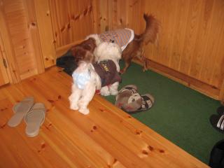 ここにお泊りなんだって♪