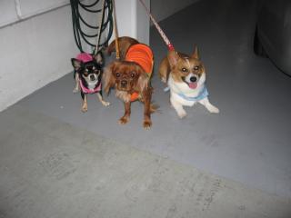 お泊り保育園おしまぃ♪