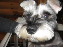 2階から覗いてたのは♪レオナルドデカプリオのレオンくん