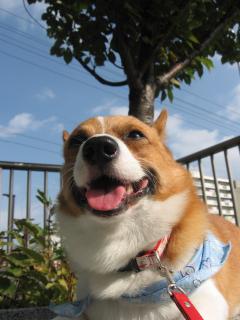 ごんちゃんまた来てね♪