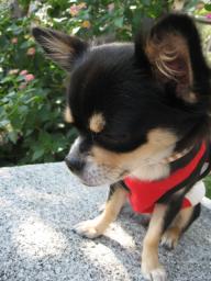 ファションショ-