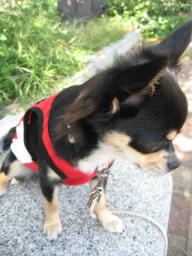 ファションショ-