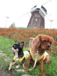 あっむいて～こっちむいて・・