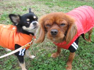 風に吹き飛ばされながらも元気いっぱい