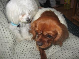 かいくん＆そら