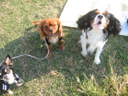 ダンディ★フィズくん♪そら＆クッキｰ♪