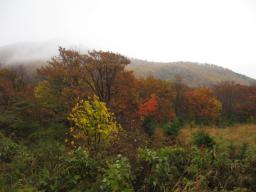 蒜山の紅葉♪♪