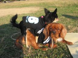 クッキ-ｎｏ腰ふりふりダンスタイム♪