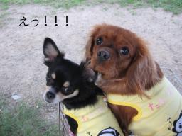 おうちに帰るの？