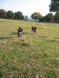 ひとつのリ-ドで♪2ワン仲良く