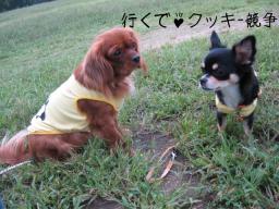 よ-ぉい～ど----んっ