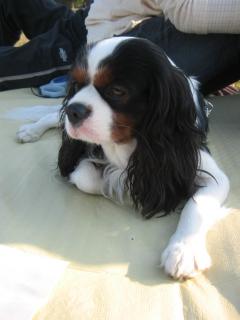 まったりな～フィズくん♪