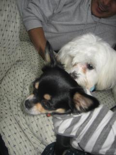 かいくん＆クッキ-