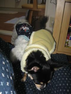 元気してたよ～クッキ-は？