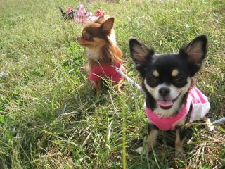 愛しのはるくんとクッキ-♪