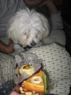 かいくん♪1歳のお誕生日おめでとう♪