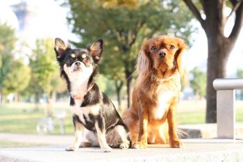 ﾍﾟｯﾄ博での帰り2ショットがきっかけで♪♪2度目の撮影♪♪