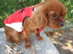 そらｎｏファションショ-