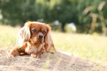 お砂のお山の上でくつろいじゃってます♪