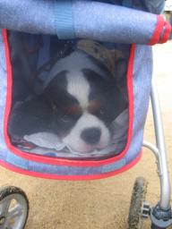 フィズくん♪カ－トでくつろいでます♪