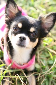 モデル♪クッキ-♪