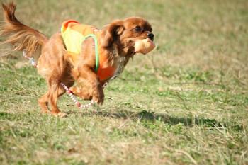 ぶぅさんくわえて～走ってます♪♪