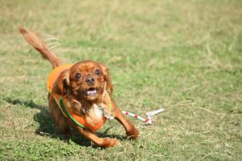 そら走ってるよぉ♪♪すごく楽しそう♪