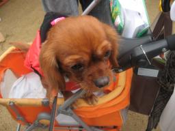 あれっ♪そら♪まろモカちゃん号にあいのり♪