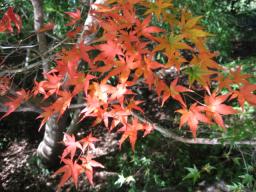 小さな秋みつけたよ♪