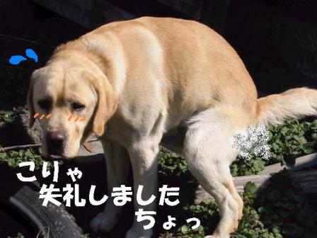 お恥ずかしいワン