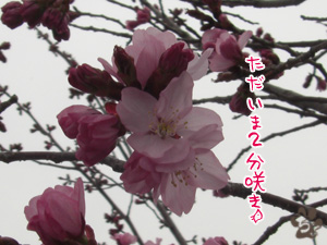 ちょい高原でも　桜咲く！