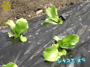 食用にはまだまだかかりそうです