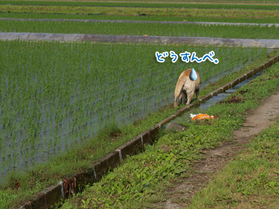 どうするよ.jpg