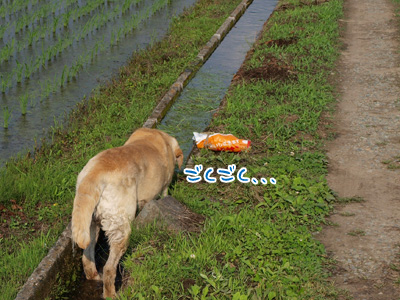 水のみ中.jpg
