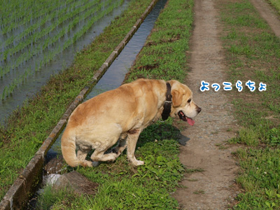 水上がり.jpg